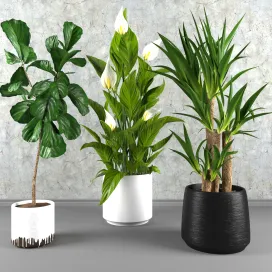 Contemporary houseplant